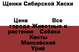 Щенки Сибирской Хаски › Цена ­ 20 000 - Все города Животные и растения » Собаки   . Ханты-Мансийский,Урай г.